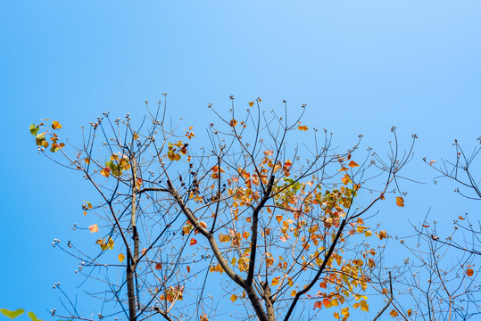 秋天的黄色落叶树枝