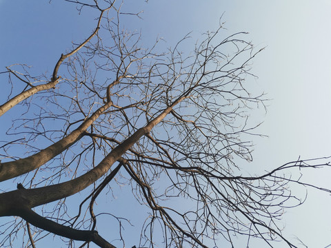 冬天落光叶子的树枝