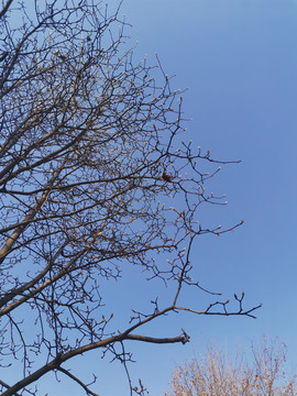 冬天落光叶子的树枝