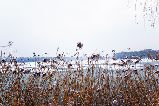 雪中芦苇