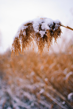 雪中芦苇