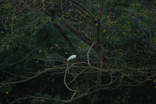 树上的白鹭
