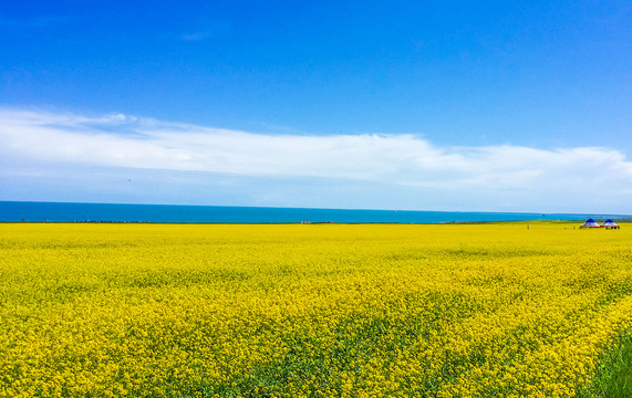 青海湖油菜花风光