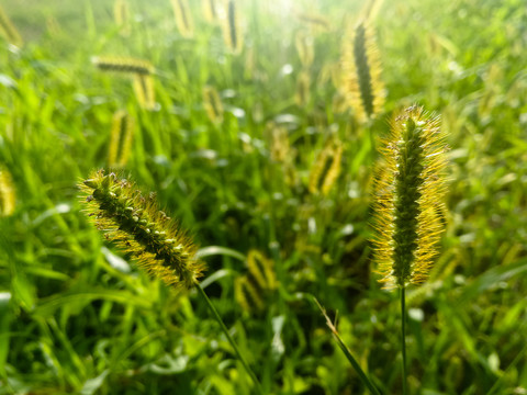 逆光中的狗尾草