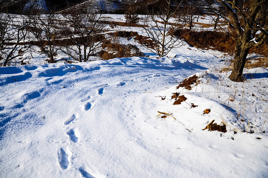 兴隆雪景