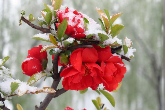 雪中海棠花摄影照片