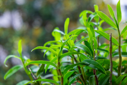 铁皮石斛霍山石斛种植盆栽盆景