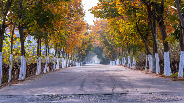 最美秋景公路