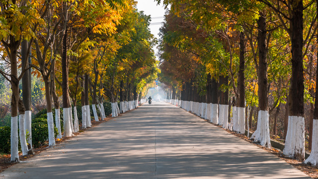 最美秋景公路