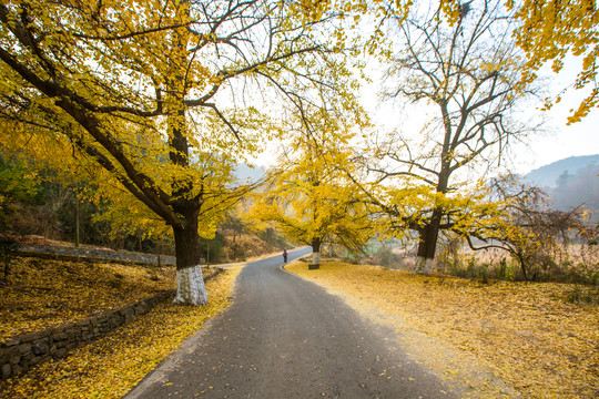 钱冲银杏风景区