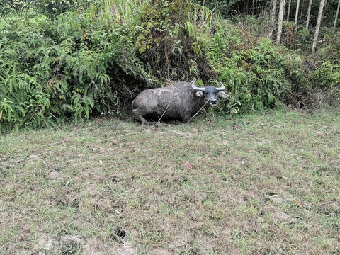 大黑牛水牛