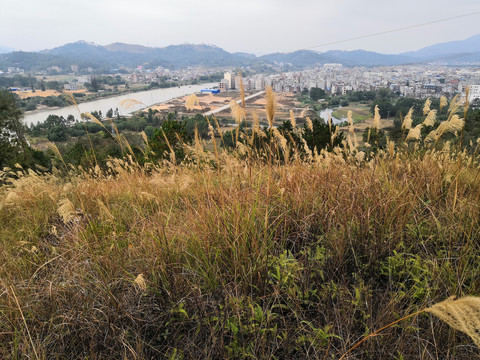 广西钦州市小董镇芦苇草