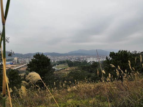 广西钦州市小董镇大丛岭芦苇草