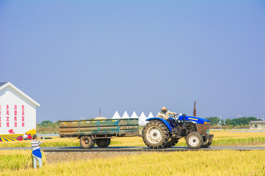 农民丰收节拖拉机转运稻谷
