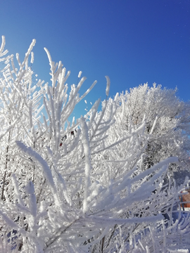 雪树银枝