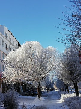 雪树银枝