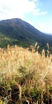 高山金色