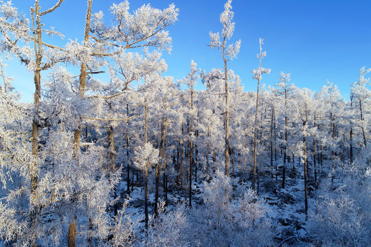 林海雪原松林