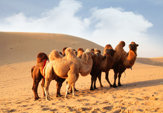 沙漠骆驼奈曼