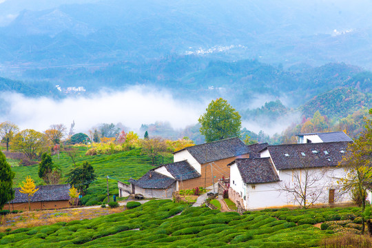 高山茶园古村风景画