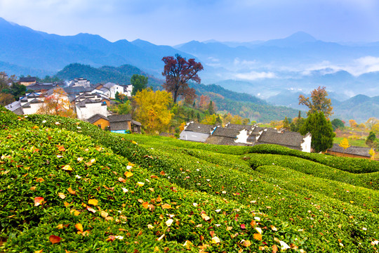 茶山村庄