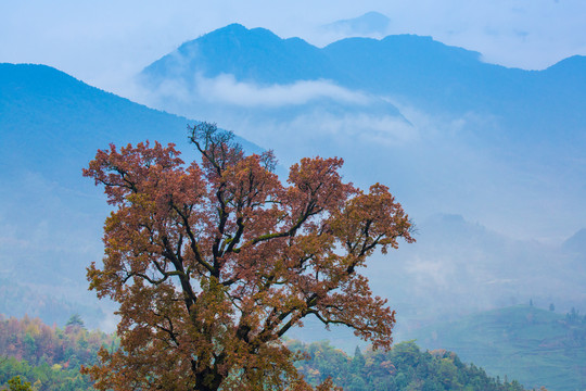 高山秋景