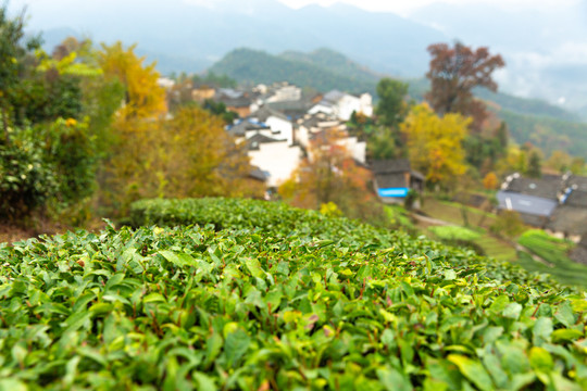 茶园山村