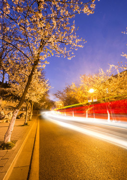 夜景樱花