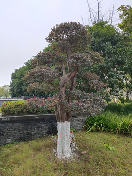 盆景盆栽