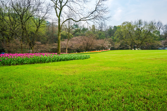 杭州太子湾公园绿草地与郁金香