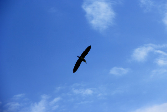 高空飞鸟