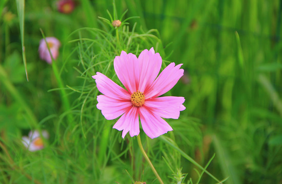 波斯菊