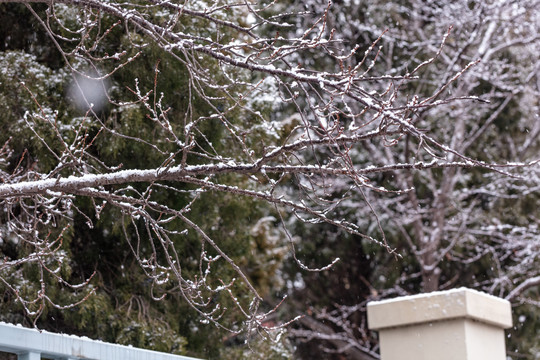 下雪天中的枯树枝