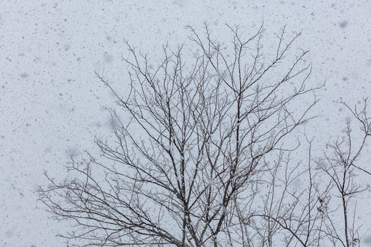 正在下雪中的枯树枝