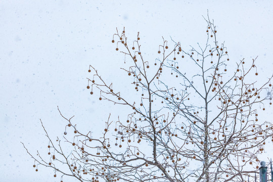 下雪天的枯树枝