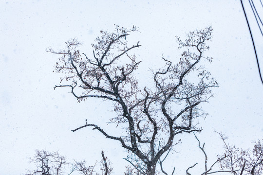 下雪天的枯树枝