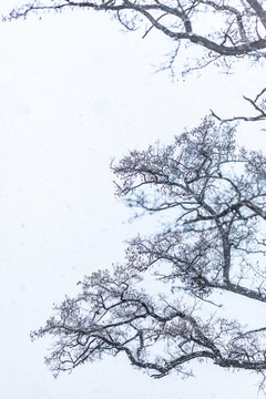 下雪天的枯树枝