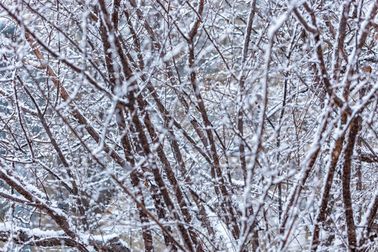 下雪天的枯树枝