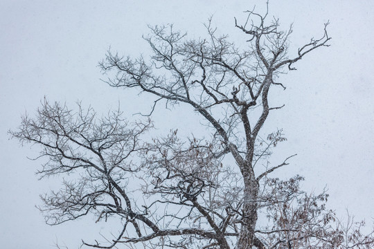 下雪天中的枯树枝