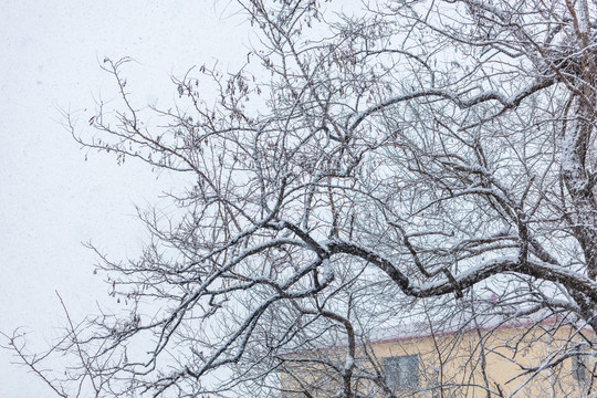 下雪天中的枯树枝