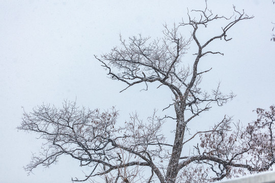 雪中的枯树枝