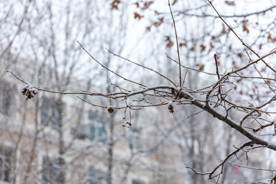 雪中的枯树枝