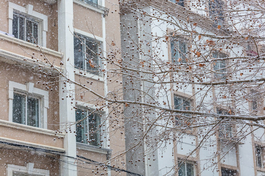 雪中的枯树枝