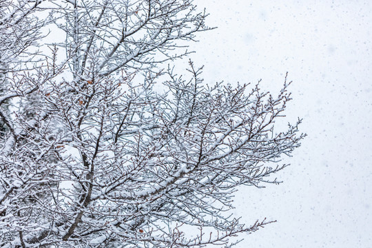 雪天中的枯树枝