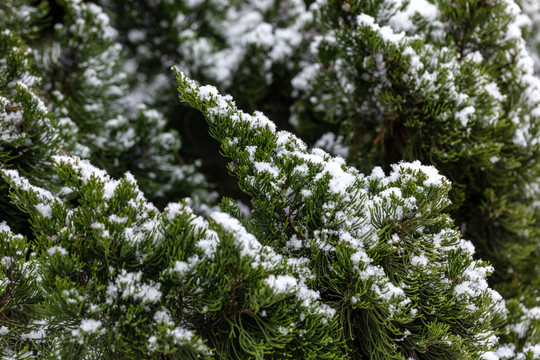 积雪的松树