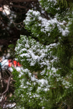 松针松树白雪