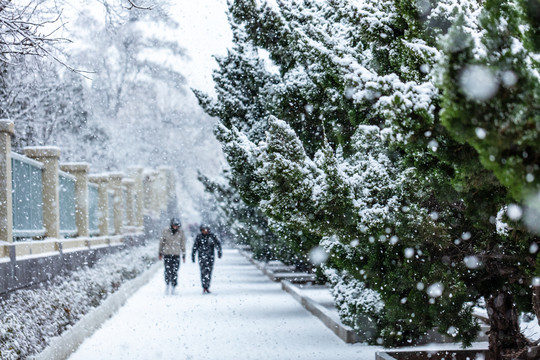 松针松树白雪