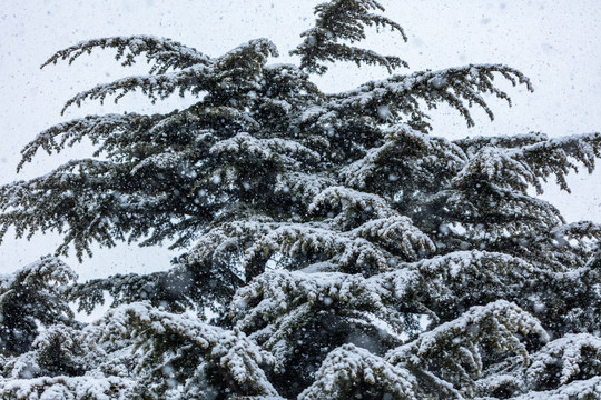 松针松树白雪