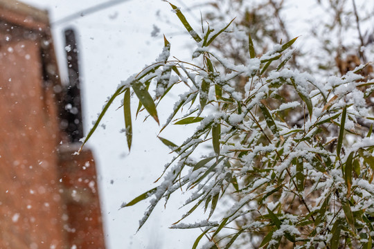 雪中竹叶