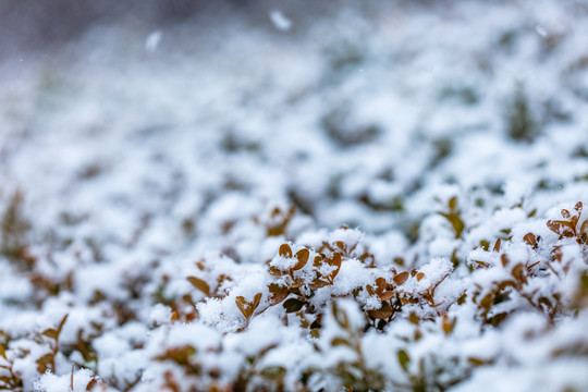 霜叶雪中红